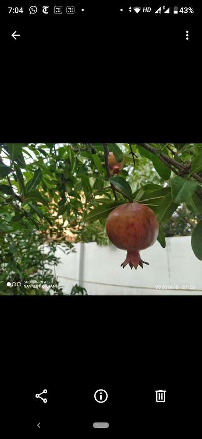 Alternaria Black Spot and Fruit Rot - Pomegranate