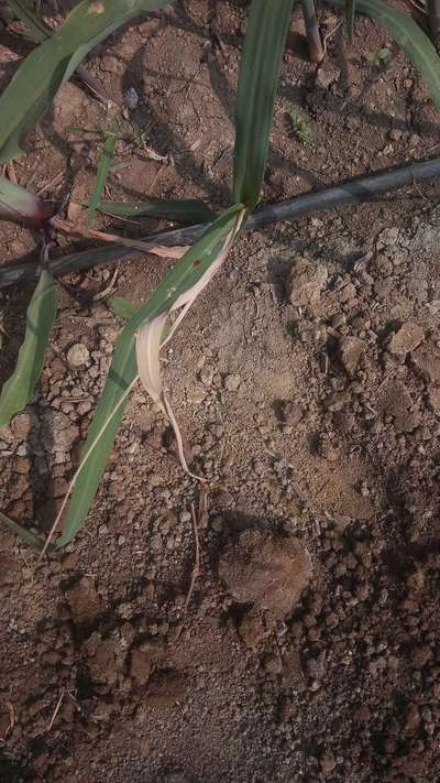 ಆರಂಭಿಕ ಶೂಟ್ ಬೋರರ್ - ಕಬ್ಬು