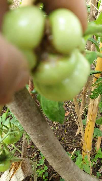 Deformidade/Desordem fisiológica do tomateiro - Tomate