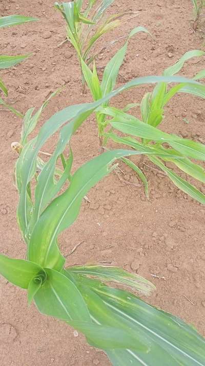 ಚಿಗಟ ಜೀರುಂಡೆ (ಫ್ಲೀ ಬೀಟಲ್) - ಮೆಕ್ಕೆ ಜೋಳ