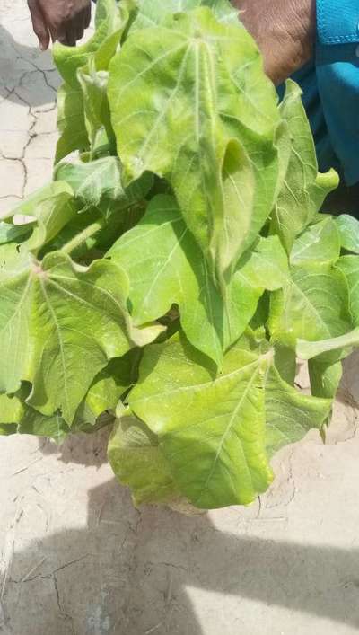 Nitrogen Deficiency - Cotton