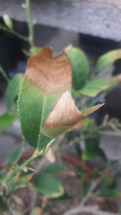 Potassium Deficiency - Citrus