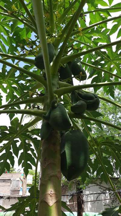 Boron Deficiency - Papaya