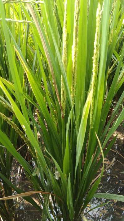 Sheath Rot of Rice - Rice