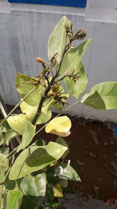 Aphids - Peanut