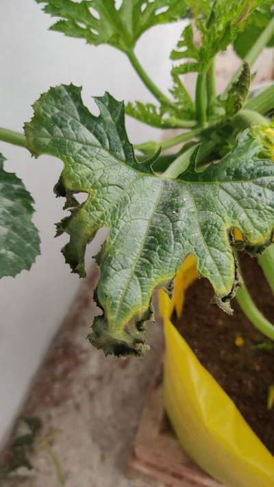 Aphids - Zucchini