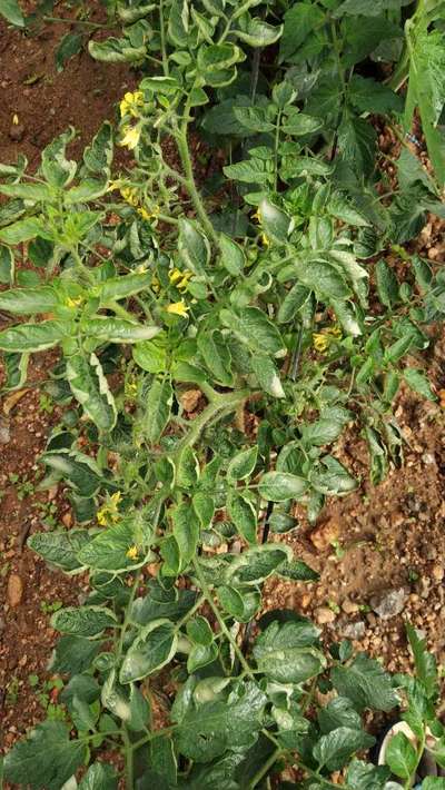 ಥ್ರಿಪ್ಸ್ ನುಸಿ - ಟೊಮೆಟೊ