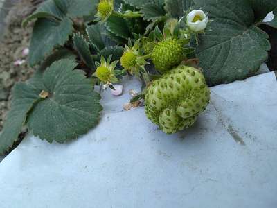 Boron Deficiency - Strawberry