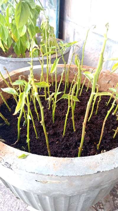 Damping-Off of Seedlings - Capsicum & Chilli