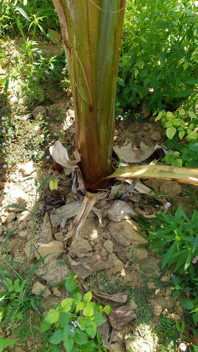 Bacterial Soft Rot of Banana - Banana