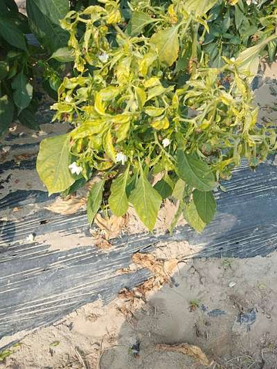 Spider Mites - Capsicum & Chilli