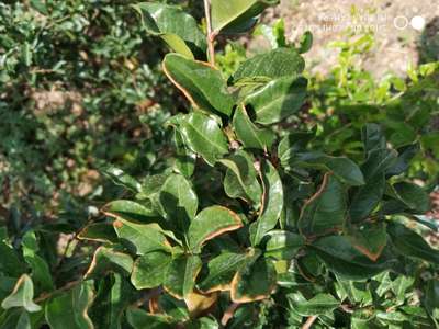 Potassium Deficiency - Pomegranate