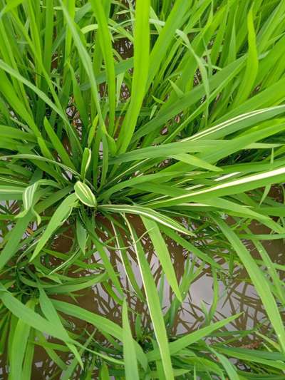 Leaf Variegation - Rice