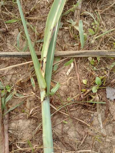 White Top Borer - गन्ना