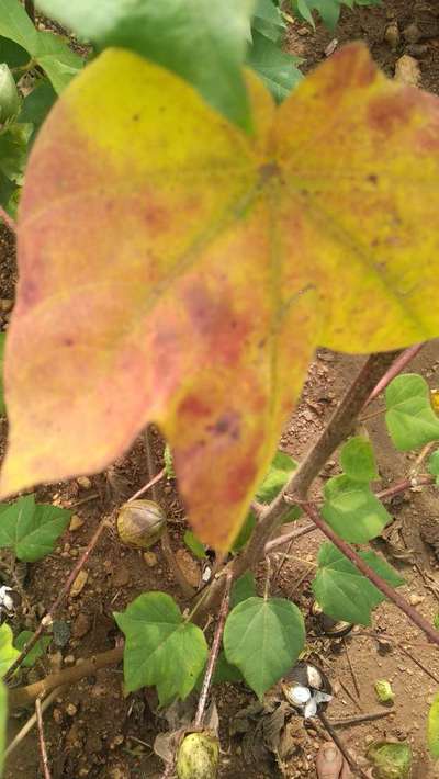 Magnesium Deficiency - Cotton