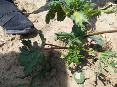 Herbicide Growth Damage - Okra