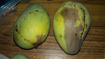 ಮಾವಿನ ಓಟೆ ಕೊರಕ - ಮಾವು