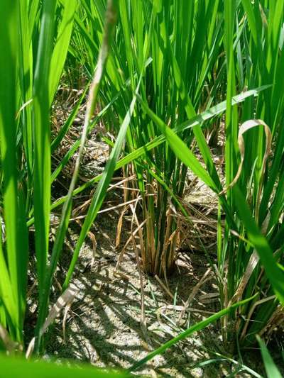 Stem Rot of Rice - Rice