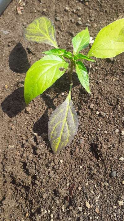 Phosphorus Deficiency - Capsicum & Chilli