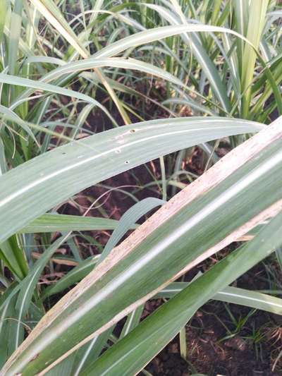 மெக்னீசியம் பற்றாக்குறை - கரும்பு