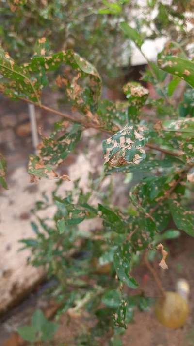 Pesticide Burn - Pomegranate