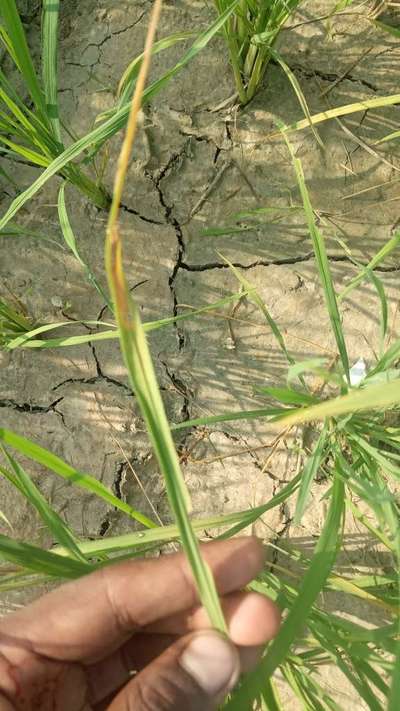 Short horned Grasshopper and Locust - Rice