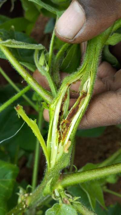 Helicoverpa Caterpillar - Cotton