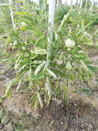 தக்காளியில் மஞ்சள் இலைச் சுருட்டை வைரஸ் நோய் - தக்காளி