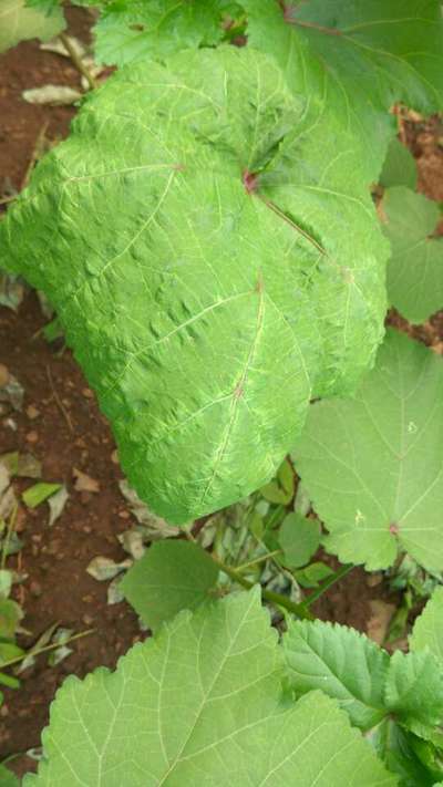 Spider Mites - Okra