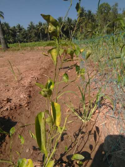 தழைச்சத்து பற்றாக்குறை - நாரத்தை / சாற்றுக்கனி வகைகள்