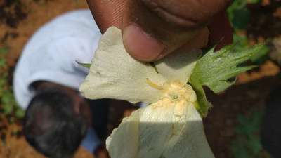 Pink Bollworm - Cotton