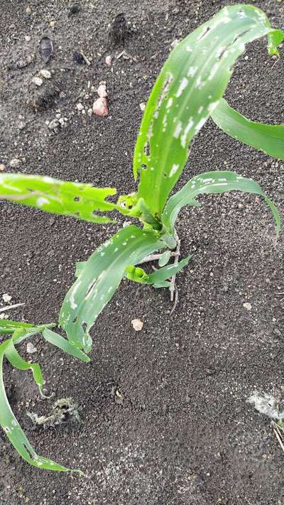 ಫಾಲ್ ಸೈನಿಕ ಹುಳು (ಫಾಲ್ ಆರ್ಮಿ ವರ್ಮ್) - ಹುಲ್ಲುಜೋಳ