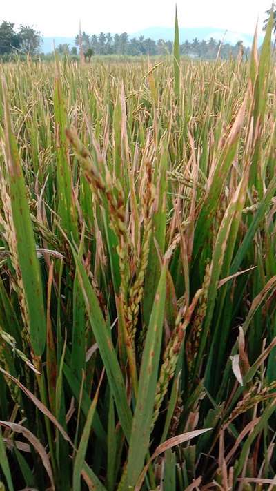 Bacterial Panicle Blight - Rice