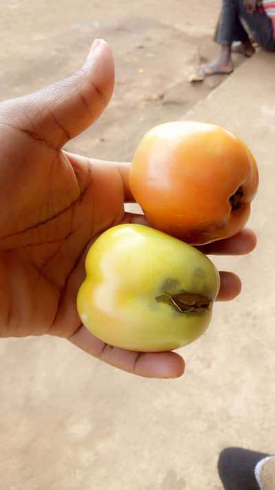 Blossom End Rot - Tomato