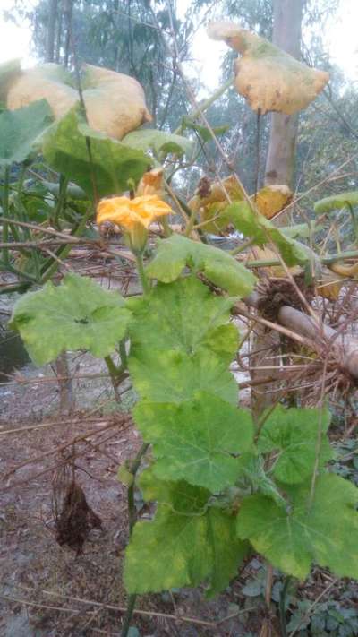ক্যালসিয়ামের অভাবজনিত রোগ - কুমড়া