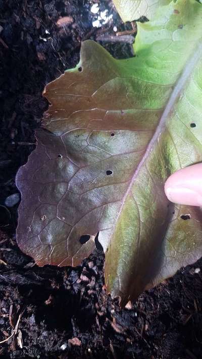 Flea Beetles - Cabbage