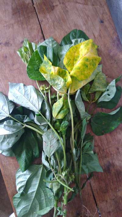 Bean Yellow Mosaic Virus - Black & Green Gram