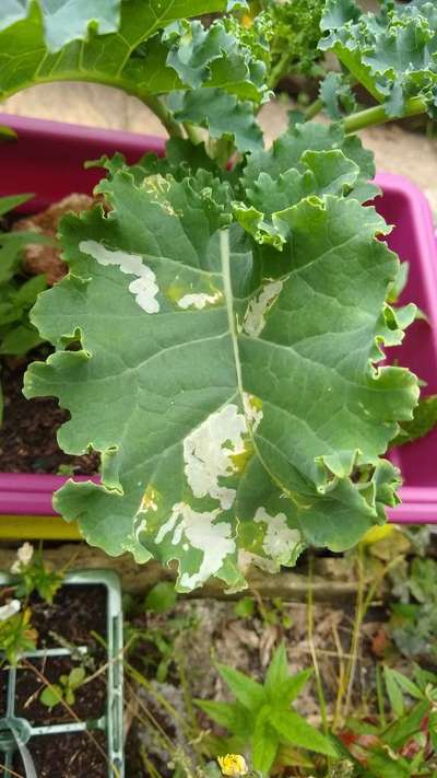 Leaf Miner Flies - Cabbage