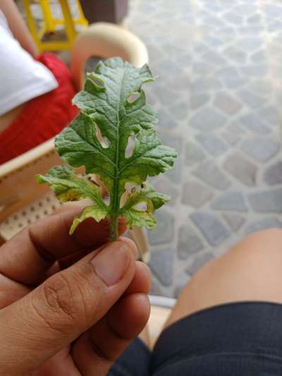 Downy Mildew of Cucurbits - Melon