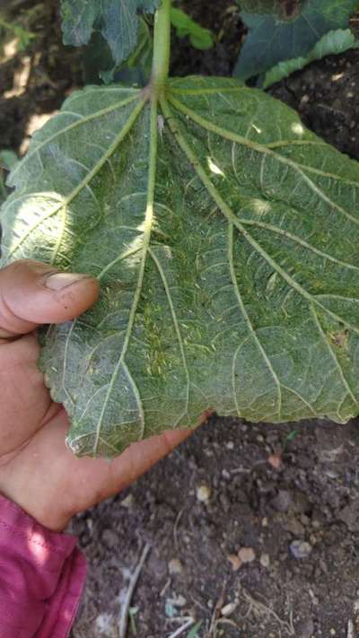 Cotton Leafhopper Jassids - Okra