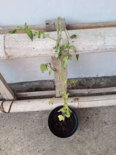 Bacterial Wilt - Tomato