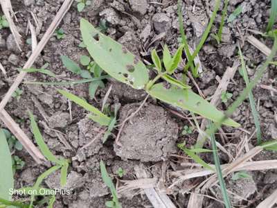 Short horned Grasshopper and Locust - Black & Green Gram