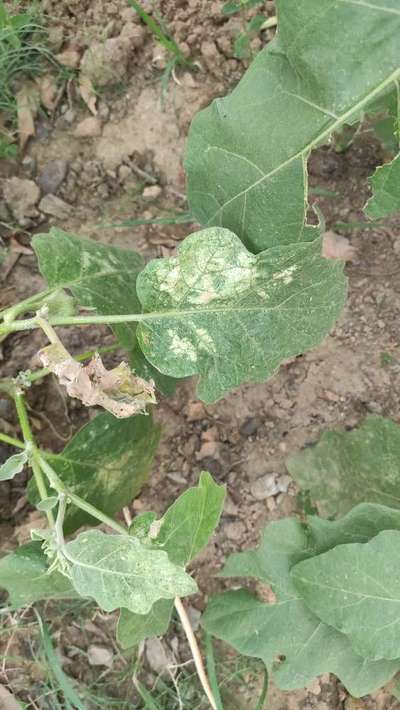 Eggplant Lace Bug - Brinjal