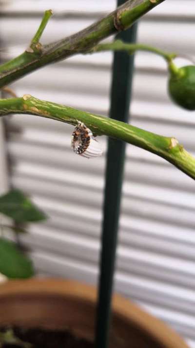 Cochenille Australienne - Agrumes