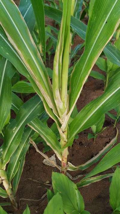 Potassium Deficiency - Maize