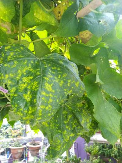 Cucumber Mosaic Virus - Cucumber