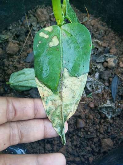 Gray Leaf Spot - Bean