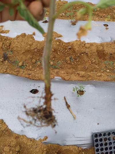 Damping-Off of Seedlings - Tomato