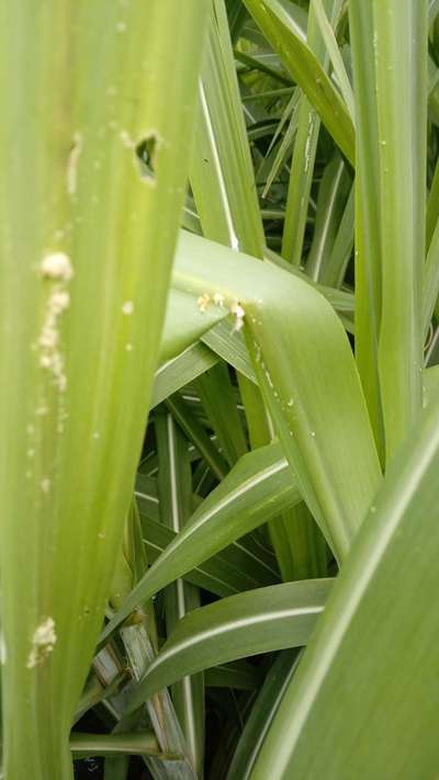 கீழ்த்திசை படைப்புழு - கரும்பு