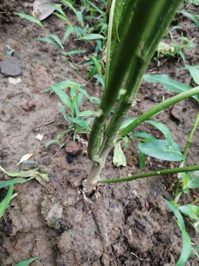 Foot and Collar Rot - Capsicum & Chilli